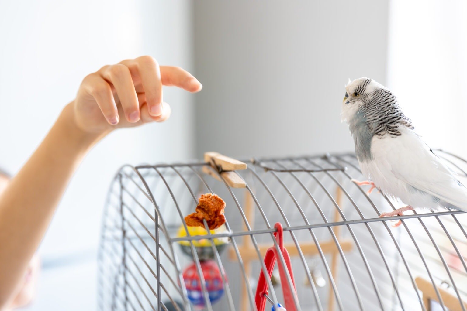 Parrot Owner Preparing to Bring Home a Pet Bird in Lisburn